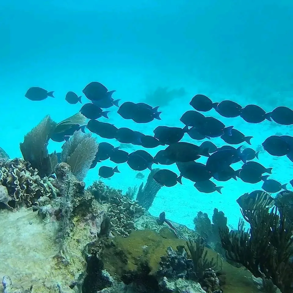 Costa Maya Adventur Tours