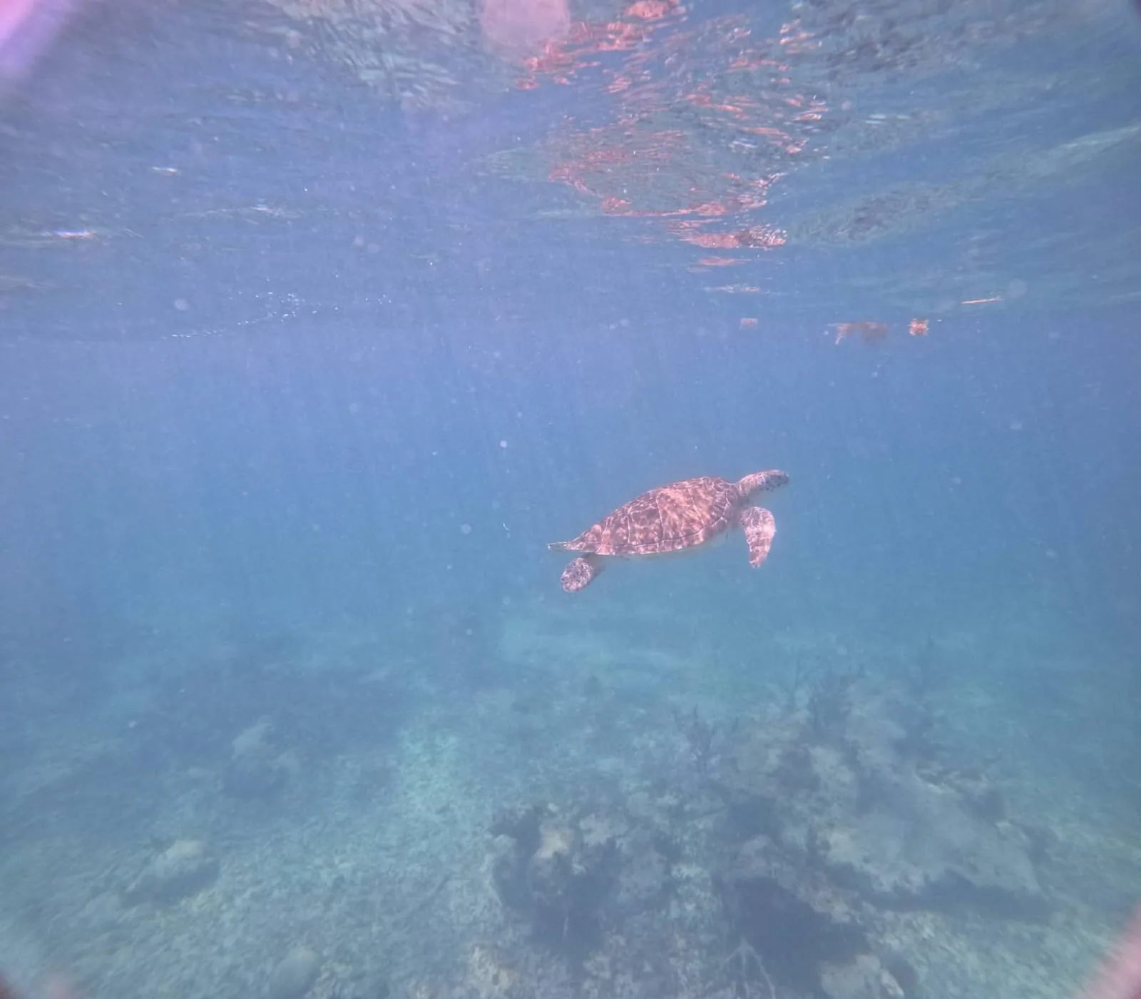 Snorkel + Todo Incluido